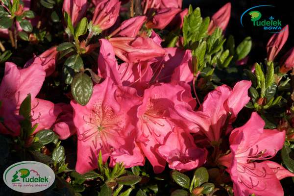 Azalia japońska Katja